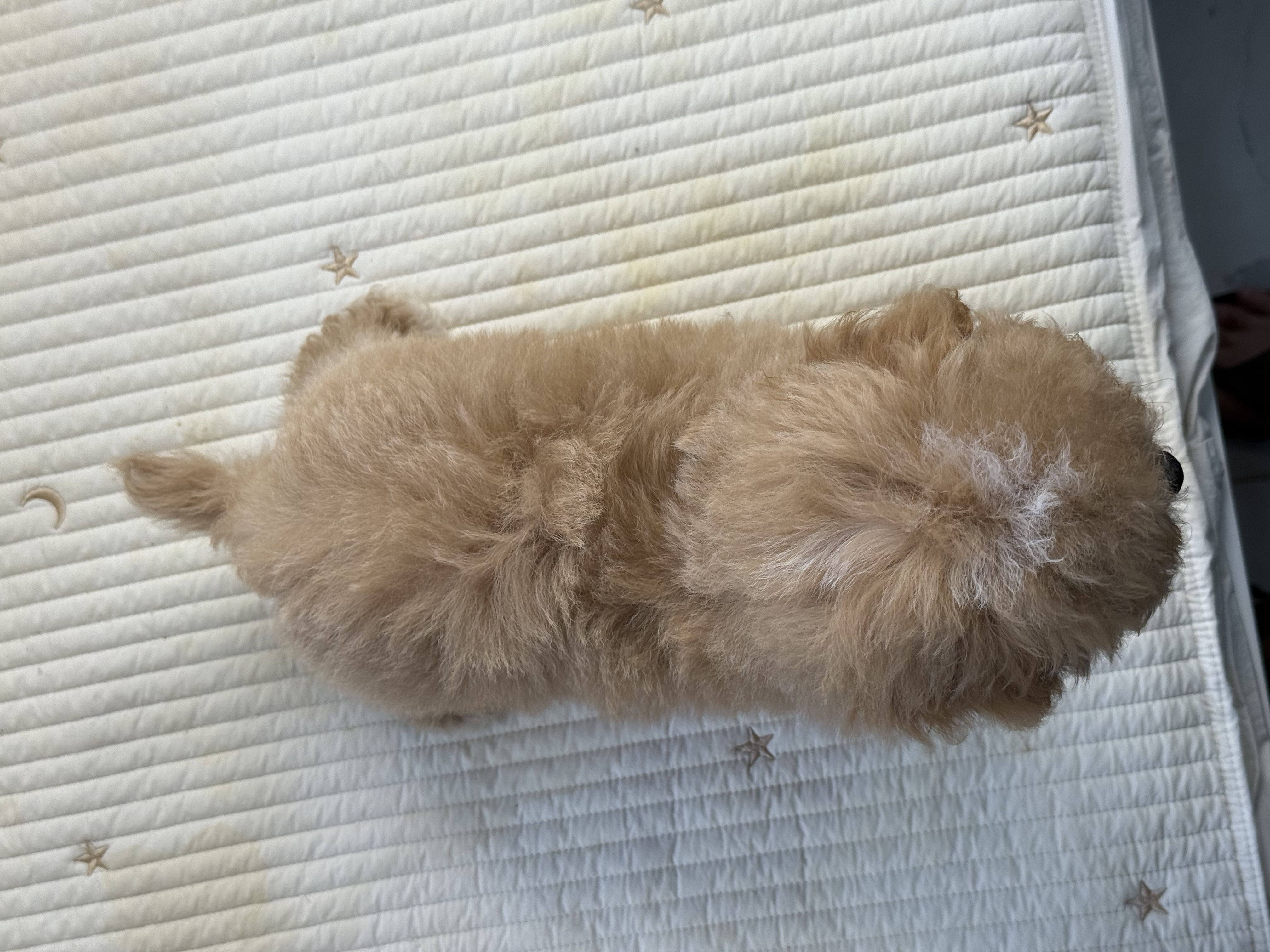 精品 泰迪熊 花色好 毛量厚